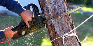 Best Palm Tree Trimming  in Gettysburg, PA