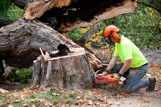 Best Commercial Tree Services  in Gettysburg, PA