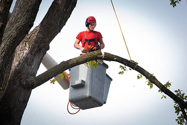 Best Fruit Tree Pruning  in Gettysburg, PA