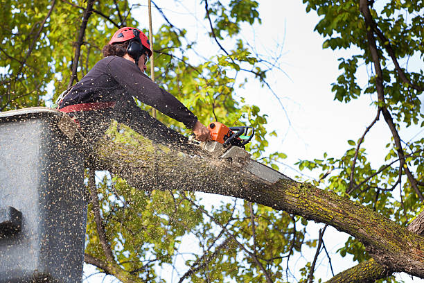 Best Weed Control  in Gettysburg, PA